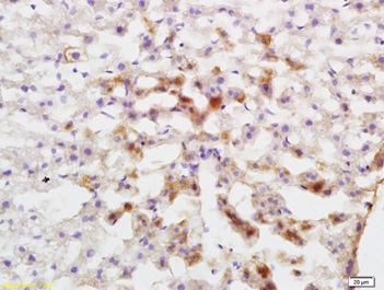 Immunohistochemistry (Formalin/PFA-fixed paraffin-embedded sections) - Anti-Cytochrome P450 1A2 antibody (AB217377), expandable thumbnail