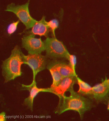 Immunocytochemistry/ Immunofluorescence - Anti-Cytochrome P450 1A2 antibody [d15 (16VII F10F12)] (AB22717)