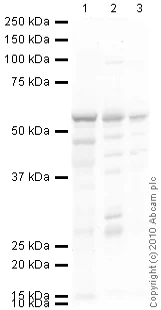 Western blot - Anti-Cytochrome P450 1A2 antibody [d15 (16VII F10F12)] (AB22717)