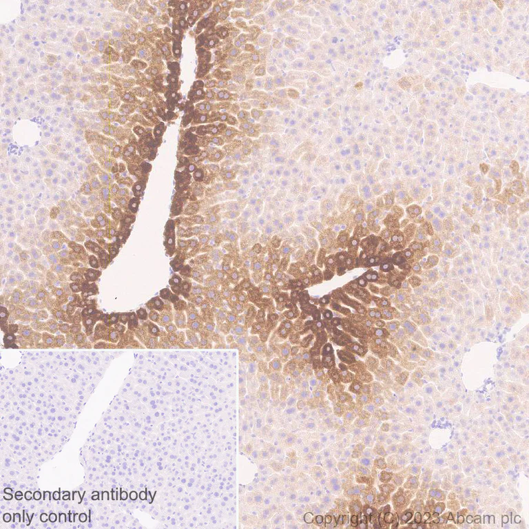 Immunohistochemistry (Formalin/PFA-fixed paraffin-embedded sections) - Anti-Cytochrome P450 1A2 antibody [EPR28416-16] (AB309542)