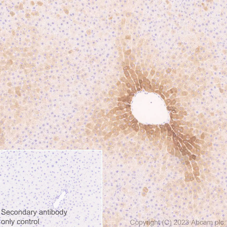 Immunohistochemistry (Formalin/PFA-fixed paraffin-embedded sections) - Anti-Cytochrome P450 1A2 antibody [EPR28416-16] (AB309542)