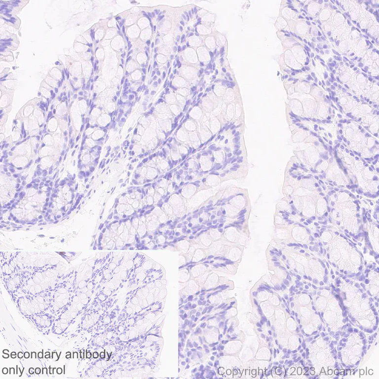 Immunohistochemistry (Formalin/PFA-fixed paraffin-embedded sections) - Anti-Cytochrome P450 1A2 antibody [EPR28416-16] (AB309542)