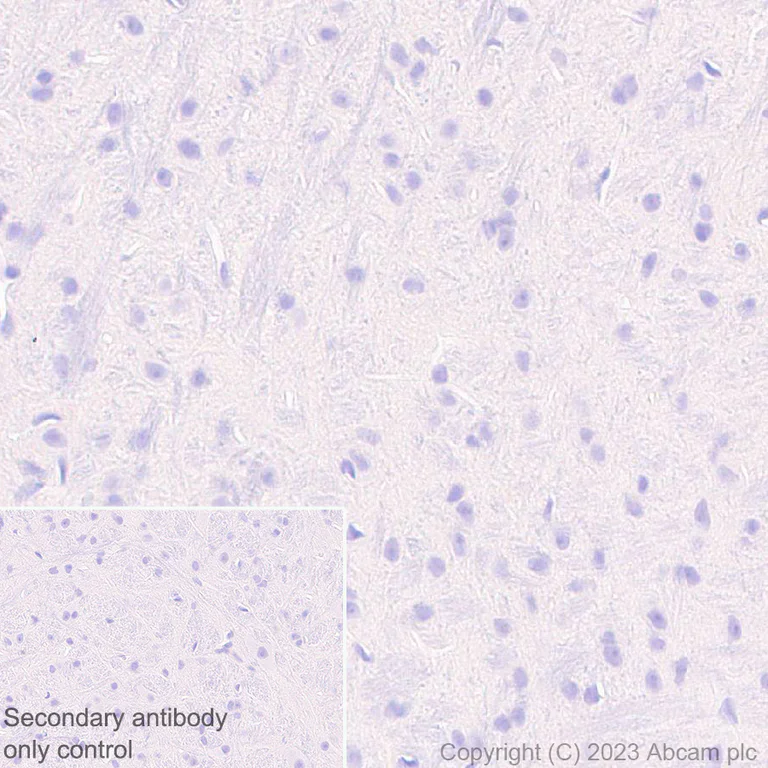 Immunohistochemistry (Formalin/PFA-fixed paraffin-embedded sections) - Anti-Cytochrome P450 1A2 antibody [EPR28416-16] (AB309542)