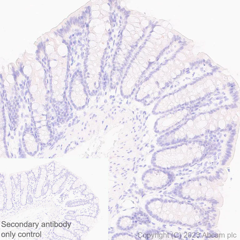 Immunohistochemistry (Formalin/PFA-fixed paraffin-embedded sections) - Anti-Cytochrome P450 1A2 antibody [EPR28416-16] - BSA and Azide free (AB309543)