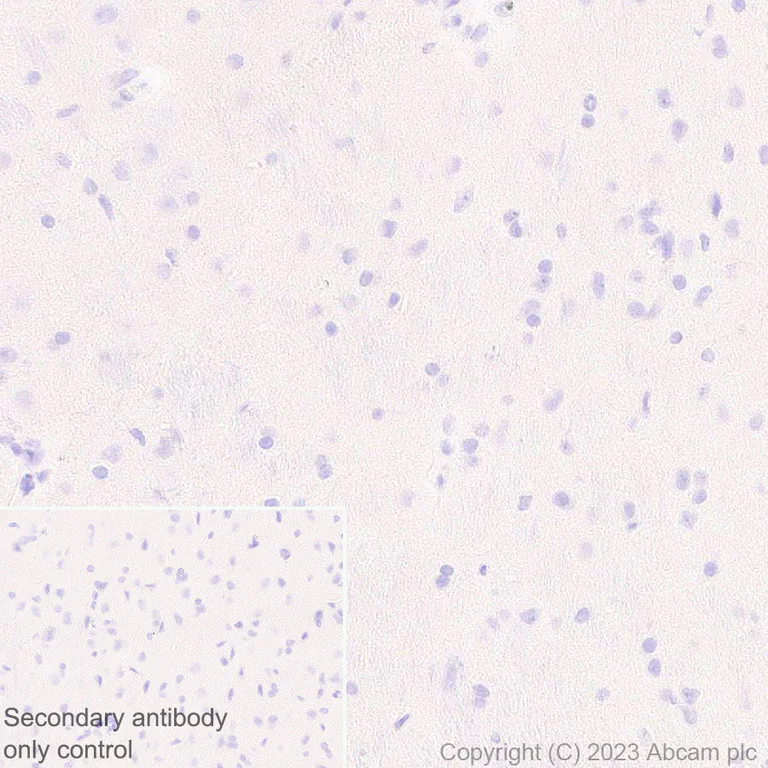Immunohistochemistry (Formalin/PFA-fixed paraffin-embedded sections) - Anti-Cytochrome P450 1A2 antibody [EPR28416-16] - BSA and Azide free (AB309543)