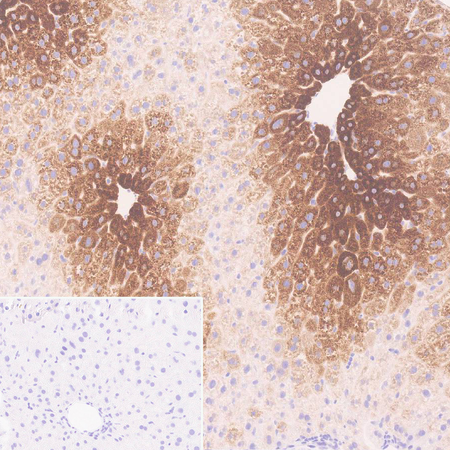 Immunohistochemistry (Formalin/PFA-fixed paraffin-embedded sections) - Anti-Cytochrome P450 1A2 antibody [EPR28416-31] (ab314666), expandable thumbnail