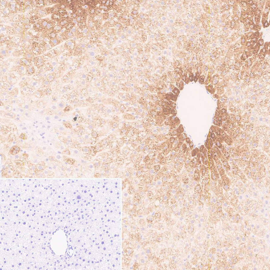 Immunohistochemistry (Formalin/PFA-fixed paraffin-embedded sections) - Anti-Cytochrome P450 1A2 antibody [EPR28416-31] (AB314666), expandable thumbnail