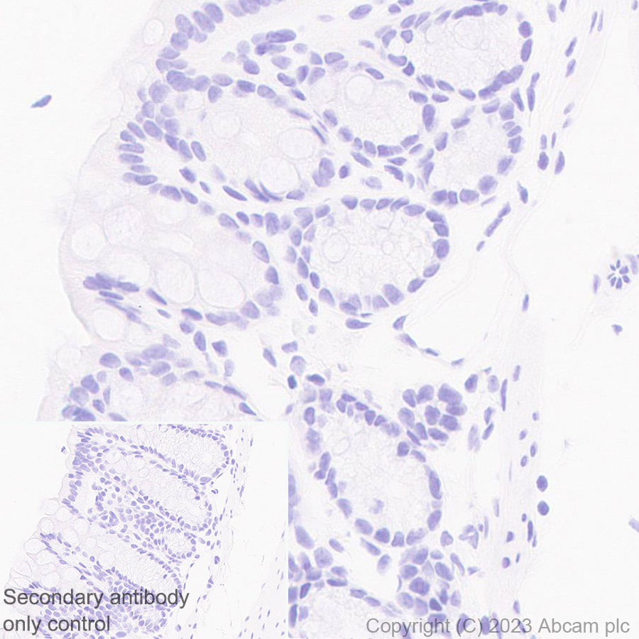 Immunohistochemistry (Formalin/PFA-fixed paraffin-embedded sections) - Anti-Cytochrome P450 1A2 antibody [EPR28416-31] (AB314666), expandable thumbnail