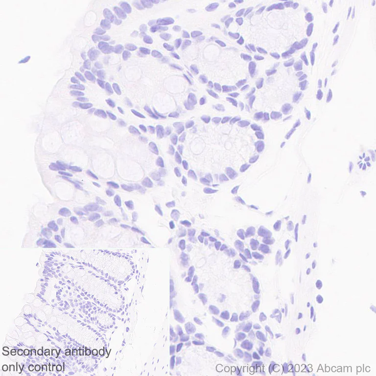 Immunohistochemistry (Formalin/PFA-fixed paraffin-embedded sections) - Anti-Cytochrome P450 1A2 antibody [EPR28416-31] (AB314666)
