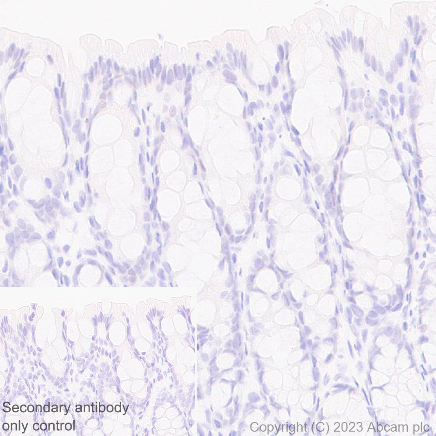 Immunohistochemistry (Formalin/PFA-fixed paraffin-embedded sections) - Anti-Cytochrome P450 1A2 antibody [EPR28416-31] (AB314666), expandable thumbnail