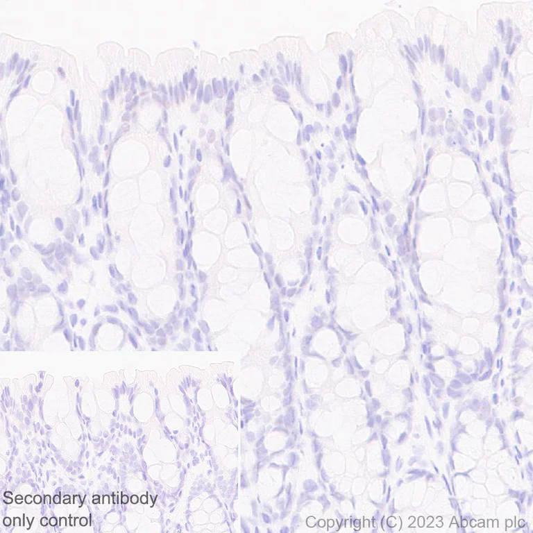 Immunohistochemistry (Formalin/PFA-fixed paraffin-embedded sections) - Anti-Cytochrome P450 1A2 antibody [EPR28416-31] (AB314666)