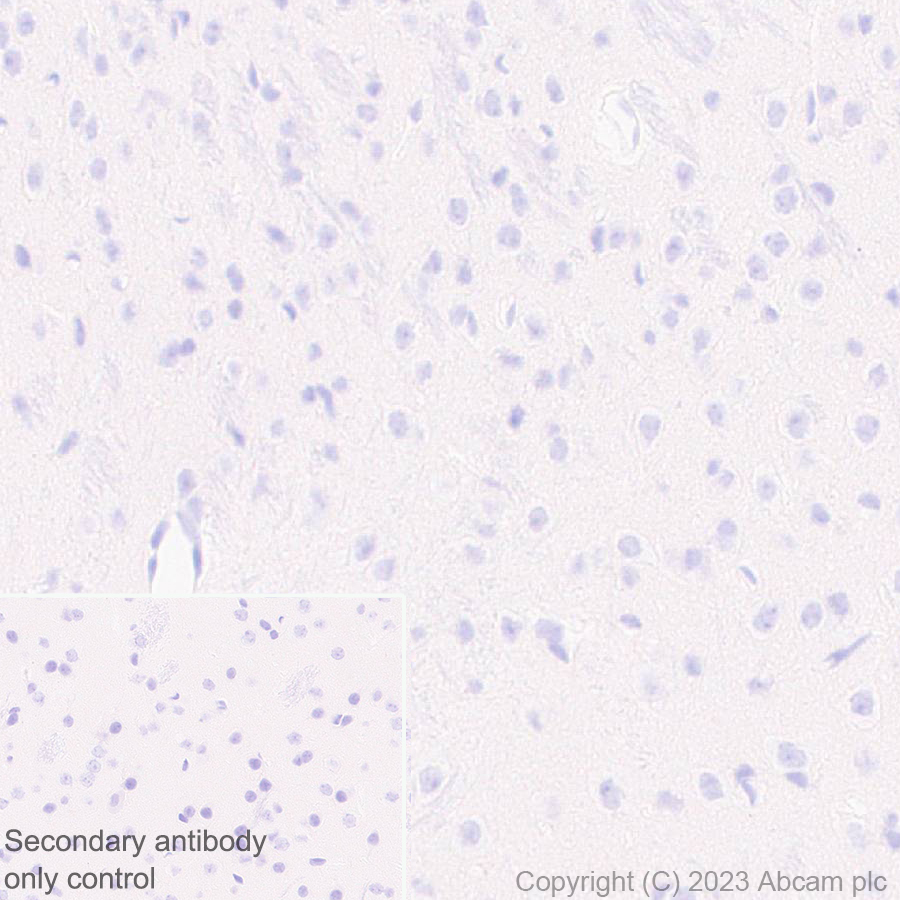 Immunohistochemistry (Formalin/PFA-fixed paraffin-embedded sections) - Anti-Cytochrome P450 1A2 antibody [EPR28416-31] (AB314666), expandable thumbnail