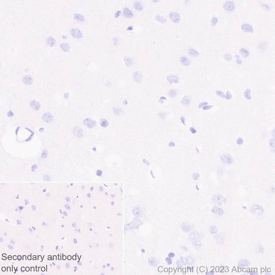 Immunohistochemistry (Formalin/PFA-fixed paraffin-embedded sections) - Anti-Cytochrome P450 1A2 antibody [EPR28416-31] (AB314666), expandable thumbnail
