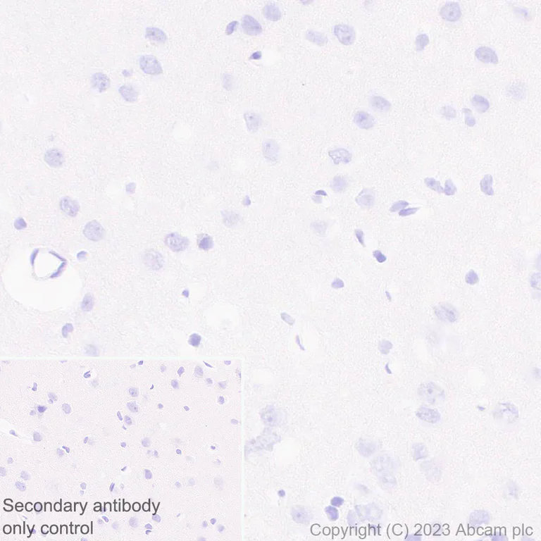 Immunohistochemistry (Formalin/PFA-fixed paraffin-embedded sections) - Anti-Cytochrome P450 1A2 antibody [EPR28416-31] (AB314666)