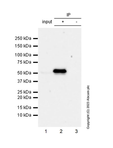 Immunoprecipitation - Anti-Cytochrome P450 1A2 antibody [EPR28416-31] (ab314666), expandable thumbnail