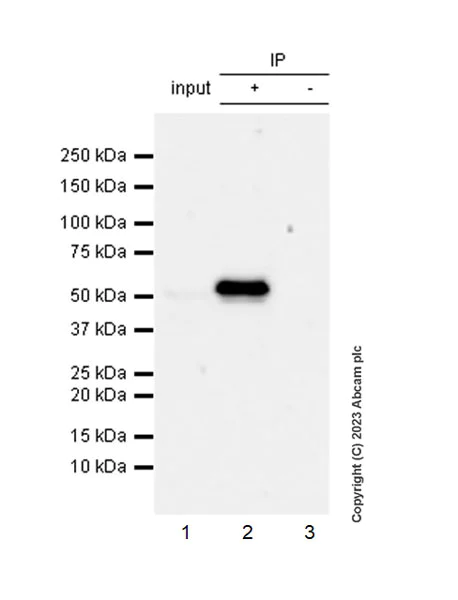 Immunoprecipitation - Anti-Cytochrome P450 1A2 antibody [EPR28416-31] (AB314666)