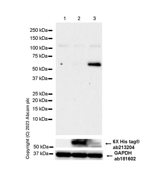 Western blot - Anti-Cytochrome P450 1A2 antibody [EPR28416-31] (ab314666), expandable thumbnail