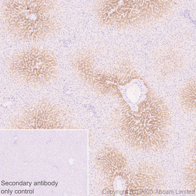 Immunohistochemistry (Formalin/PFA-fixed paraffin-embedded sections) - Anti-Cytochrome P450 1A2 antibody [EPR29802-513] (AB325232)