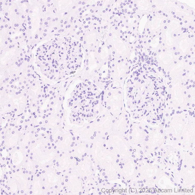 Immunohistochemistry (Formalin/PFA-fixed paraffin-embedded sections) - Anti-Cytochrome P450 1A2 antibody [EPR29802-513] (AB325232)