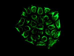 Immunocytochemistry/ Immunofluorescence - Anti-Cytochrome P450 1A2 antibody [EPR6138(2)] (AB151728), expandable thumbnail