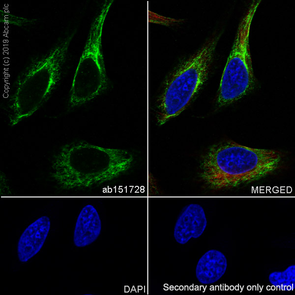 Immunocytochemistry/ Immunofluorescence - Anti-Cytochrome P450 1A2 antibody [EPR6138(2)] (AB151728), expandable thumbnail