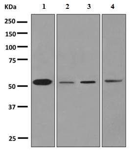 Western blot - Anti-Cytochrome P450 1A2 antibody [EPR6138(2)] (AB151728), expandable thumbnail