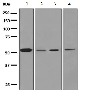 Western blot - Anti-Cytochrome P450 1A2 antibody [EPR6138(2)] (AB151728)