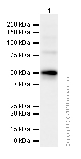 Western blot - Anti-Cytochrome P450 1A2 antibody [EPR6138(2)] (AB151728), expandable thumbnail