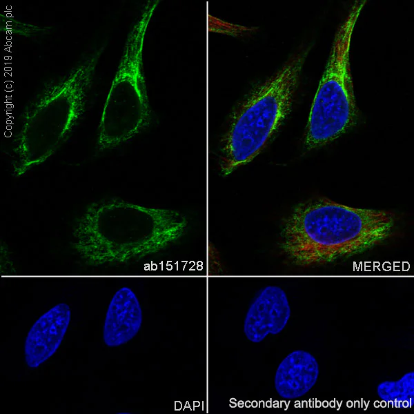 Immunocytochemistry/ Immunofluorescence - Anti-Cytochrome P450 1A2 antibody [EPR6138(2)] - BSA and Azide free (AB249045)