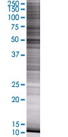Cytochrome P450 2A6 overexpression 293T lysate (whole cell)