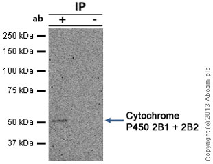 Immunoprecipitation - Anti-Cytochrome P450 2B1 + 2B2 antibody [b/e3 (9.14)] (AB22719), expandable thumbnail