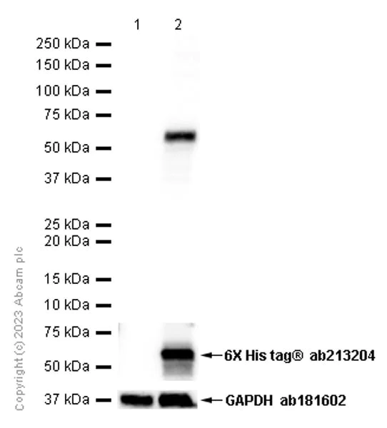 Western blot - Anti-Cytochrome P450 2B6/CYP2B6 antibody [EPR9985(B)] (AB140609)