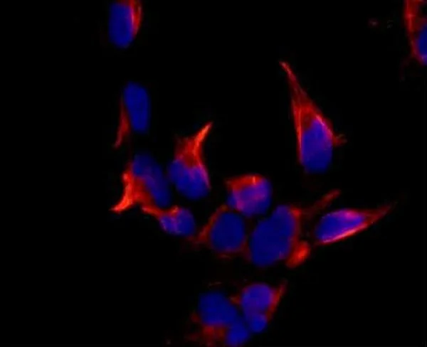 Immunocytochemistry/ Immunofluorescence - Anti-Cytochrome p450 2C19 antibody [EPR6577] - BSA and Azide free (AB250812)