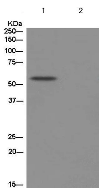 Immunoprecipitation - Anti-Cytochrome p450 2C19 antibody [EPR6577] - C-terminal (AB185213)