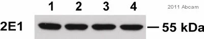 Western blot - Anti-Cytochrome P450 2E1 antibody (AB28146)