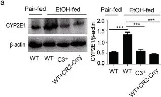 Western blot - Anti-Cytochrome P450 2E1 antibody (AB28146)