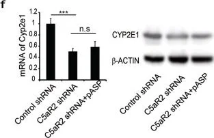 Western blot - Anti-Cytochrome P450 2E1 antibody (AB28146)