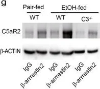 Western blot - Anti-Cytochrome P450 2E1 antibody (AB28146)