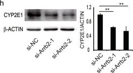 Western blot - Anti-Cytochrome P450 2E1 antibody (AB28146)