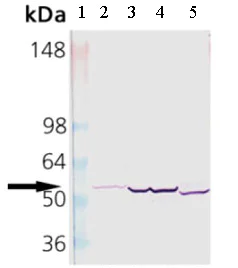 Western blot - Anti-Cytochrome P450 2E1 antibody (AB28146)