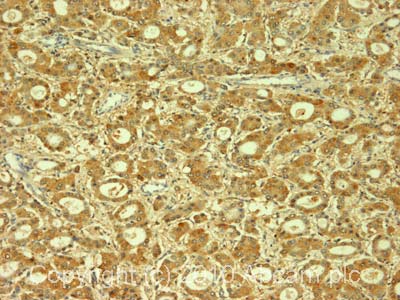 Immunohistochemistry (Formalin/PFA-fixed paraffin-embedded sections) - Anti-Cytochrome P450 2E1 antibody (AB53945)