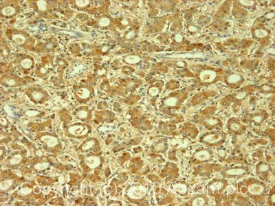 Immunohistochemistry (Formalin/PFA-fixed paraffin-embedded sections) - Anti-Cytochrome P450 2E1 antibody (AB53945)