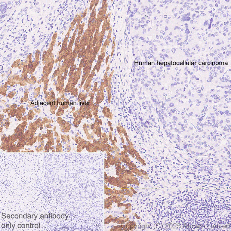 Immunohistochemistry (Formalin/PFA-fixed paraffin-embedded sections) - Anti-Cytochrome P450 2E1 antibody [EPR28698-543] (AB324160)