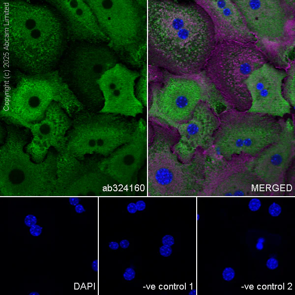 Immunocytochemistry/ Immunofluorescence - Anti-Cytochrome P450 2E1 antibody [EPR28698-543] - BSA and Azide free (AB325963)