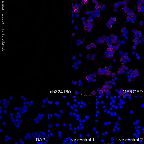 Immunocytochemistry/ Immunofluorescence - Anti-Cytochrome P450 2E1 antibody [EPR28698-543] - BSA and Azide free (AB325963)