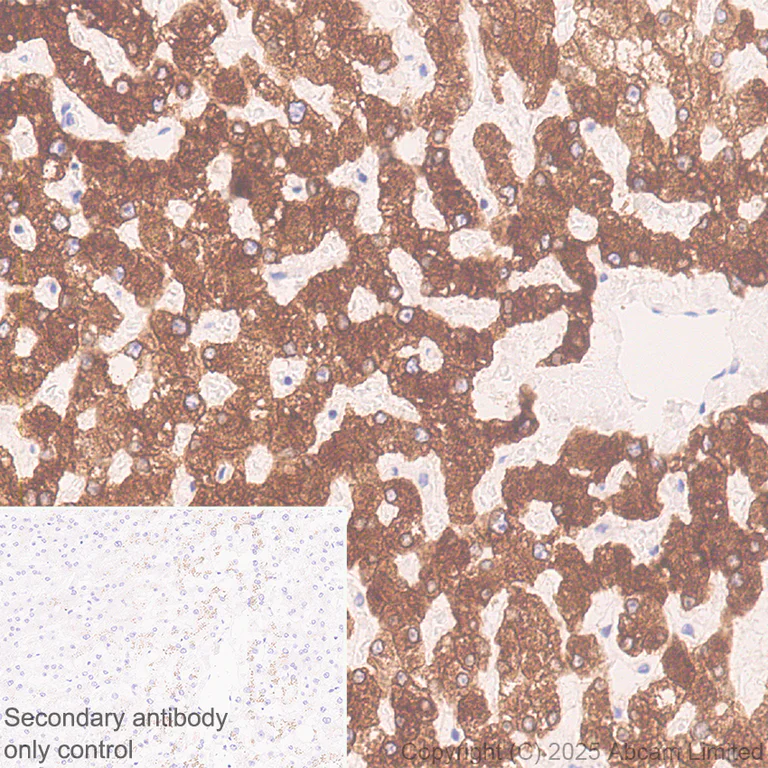 Immunohistochemistry (Formalin/PFA-fixed paraffin-embedded sections) - Anti-Cytochrome P450 2E1 antibody [EPR28698-543] - BSA and Azide free (AB325963)