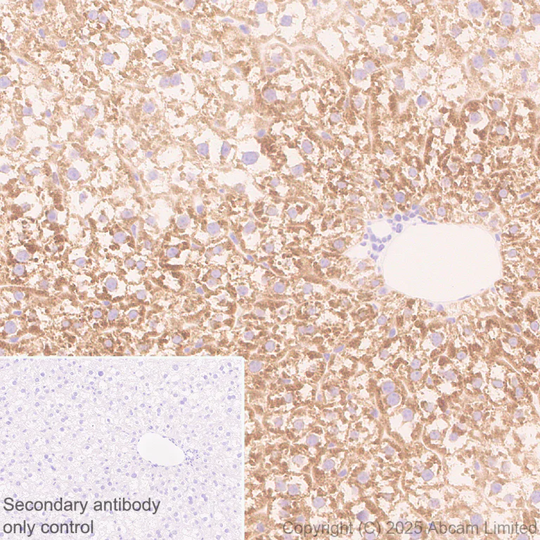 Immunohistochemistry (Formalin/PFA-fixed paraffin-embedded sections) - Anti-Cytochrome P450 2E1 antibody [EPR28698-543] - BSA and Azide free (AB325963)