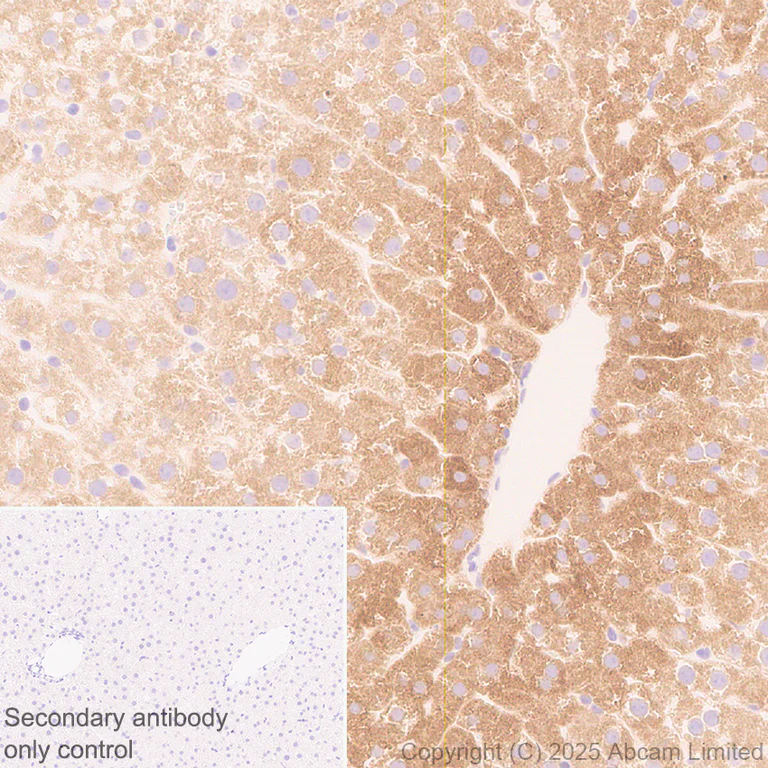 Immunohistochemistry (Formalin/PFA-fixed paraffin-embedded sections) - Anti-Cytochrome P450 2E1 antibody [EPR28698-543] - BSA and Azide free (AB325963)