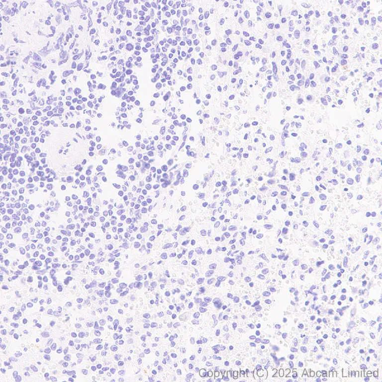 Immunohistochemistry (Formalin/PFA-fixed paraffin-embedded sections) - Anti-Cytochrome P450 2E1 antibody [EPR28698-543] - BSA and Azide free (AB325963)
