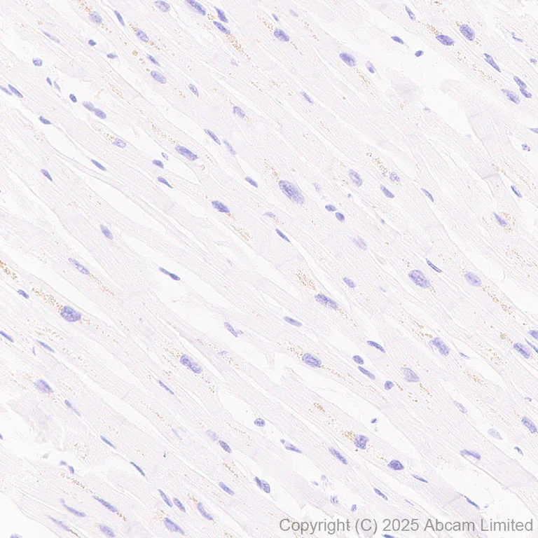 Immunohistochemistry (Formalin/PFA-fixed paraffin-embedded sections) - Anti-Cytochrome P450 2E1 antibody [EPR28698-543] - BSA and Azide free (AB325963)